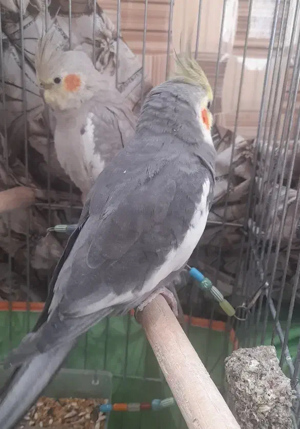 یک جفت عروس هلندی نر وماده|پرنده|سامان, |دیوار