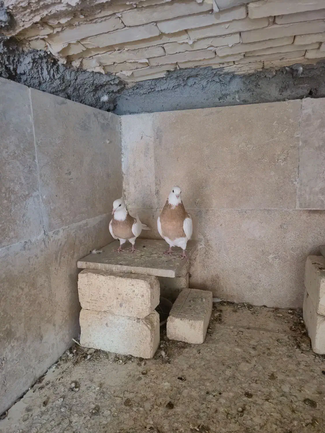 کبوتر|پرنده|چادگان, |دیوار