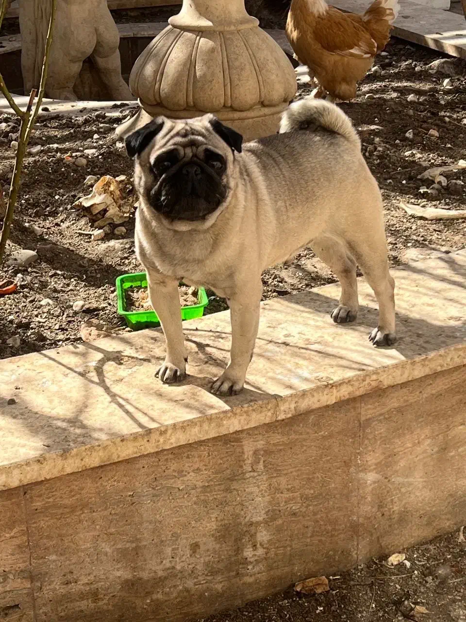 سگ پاگ ۲ ساله نر|سگ|تهران, بوستان چیتگر|دیوار