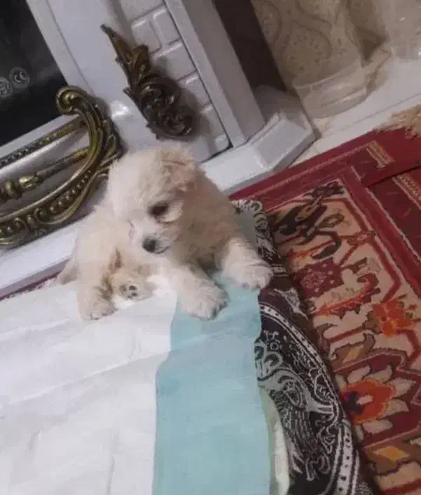 سگ گمشده|حیوانات|قم, کلهری|دیوار