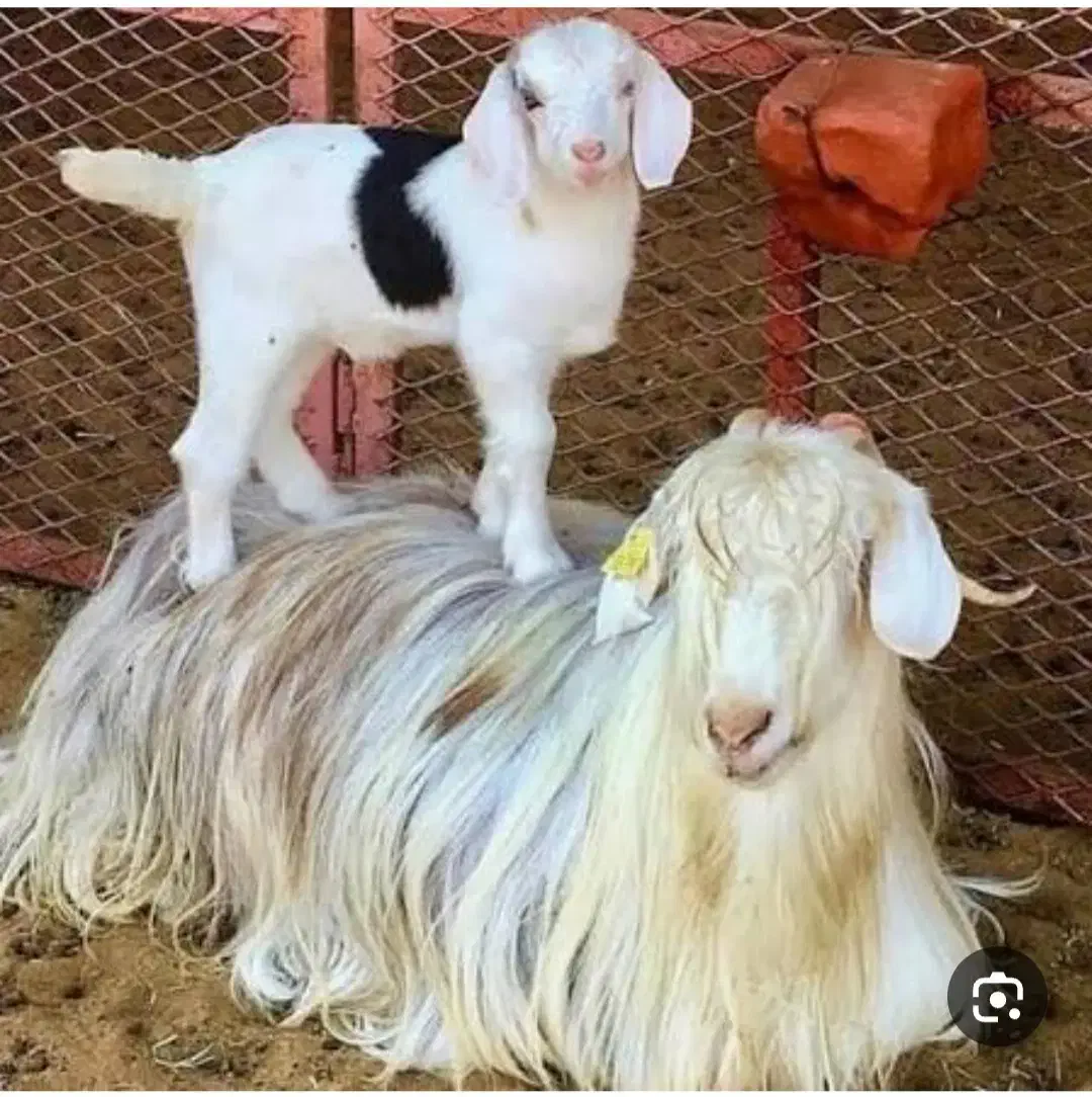 بزغاله|حیوانات مزرعه|شیروان (خراسان), |دیوار