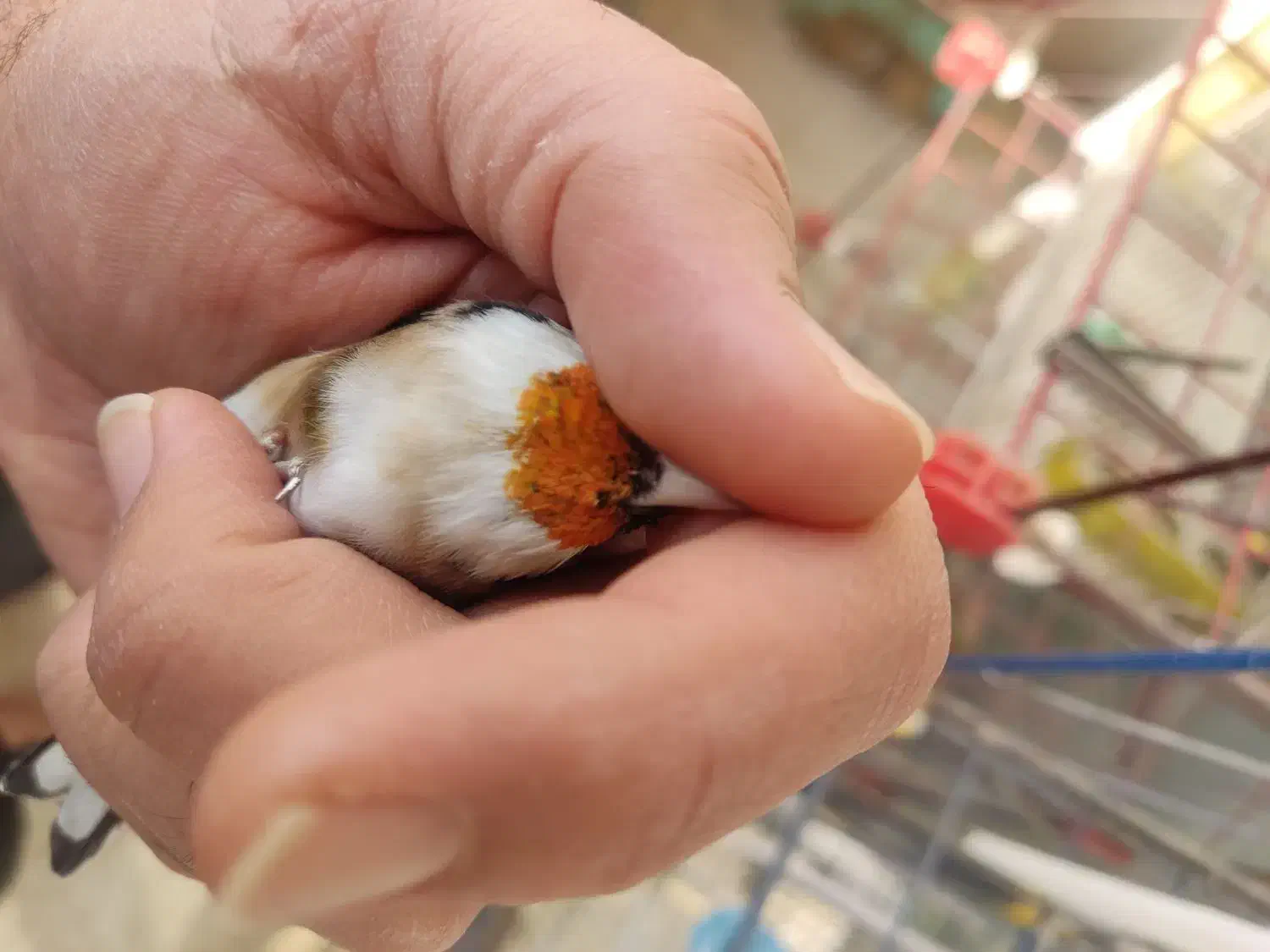 سهره چهار گل خطی|پرنده|اصفهان, ارغوانیه|دیوار