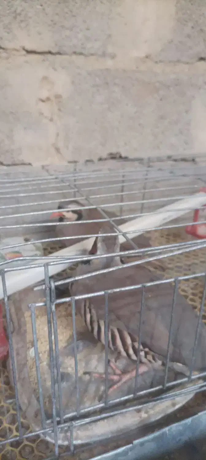 بلدرچین|پرنده|سیب و سوران, |دیوار