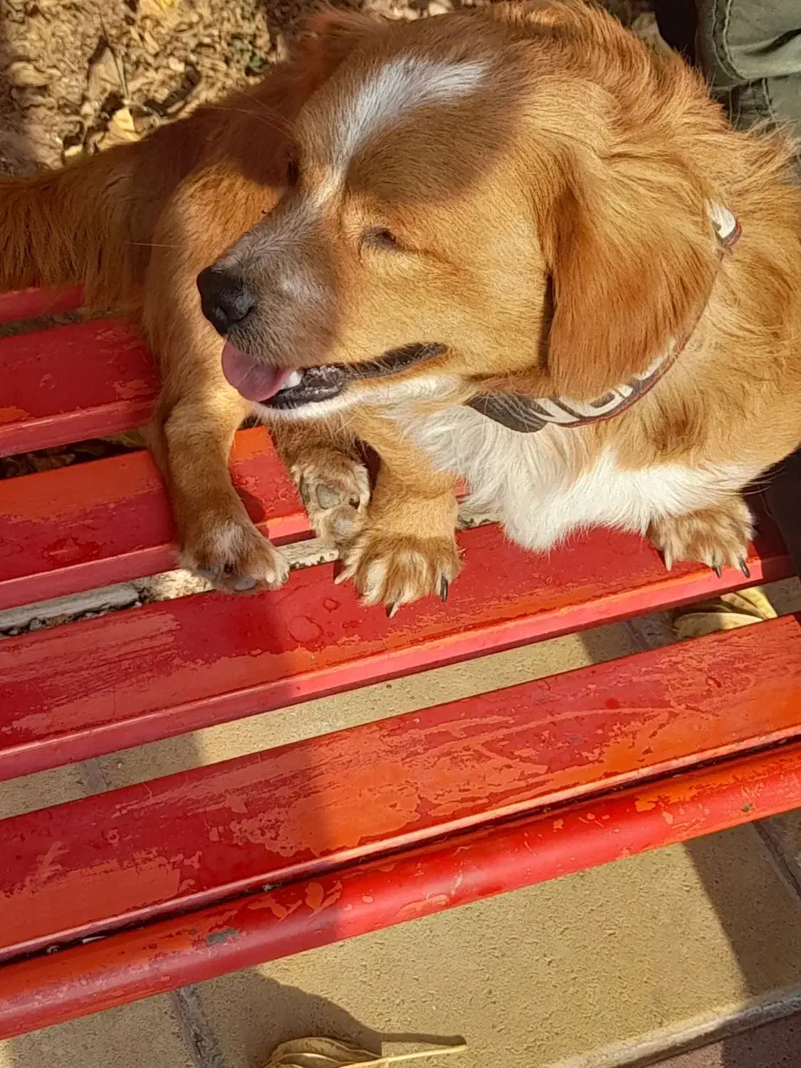 فروش|سگ|اقبالیه, |دیوار