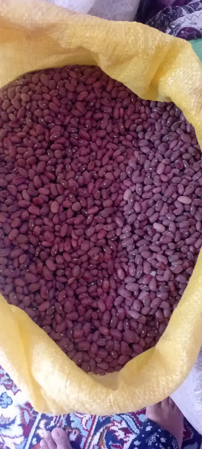 لوبیاقزمزدرجه|عمده‌فروشی|قیدار, |دیوار