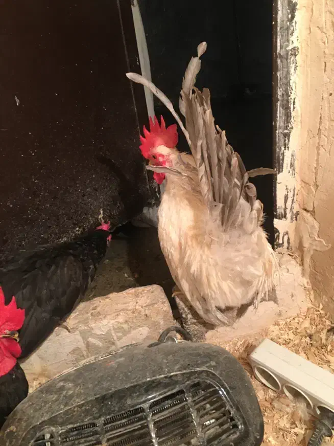 جاپنیز|حیوانات مزرعه|ارومیه, |دیوار