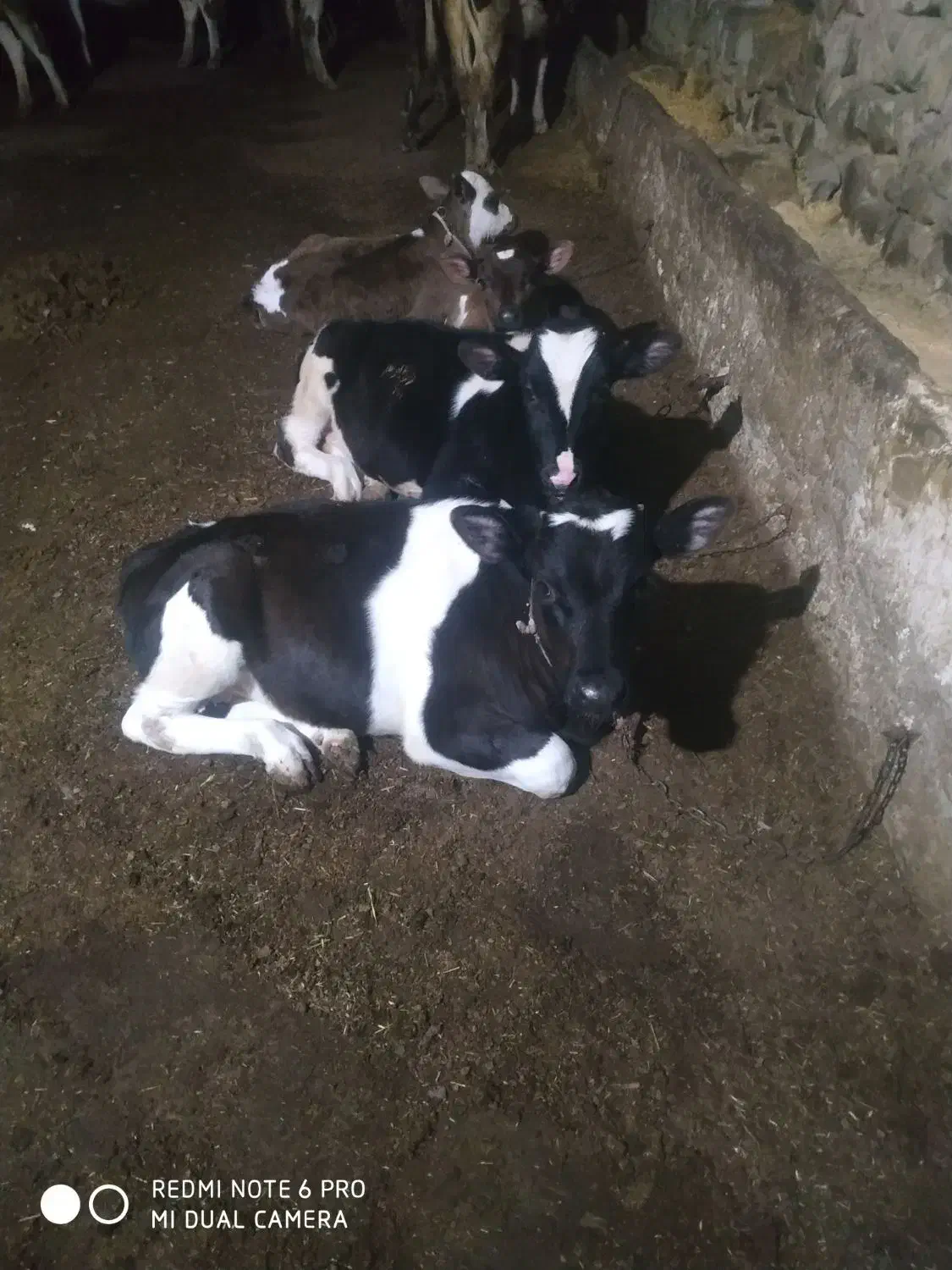 گوساله وگاو گوشتی نر وماده|حیوانات مزرعه|تهران, فردوسی|دیوار