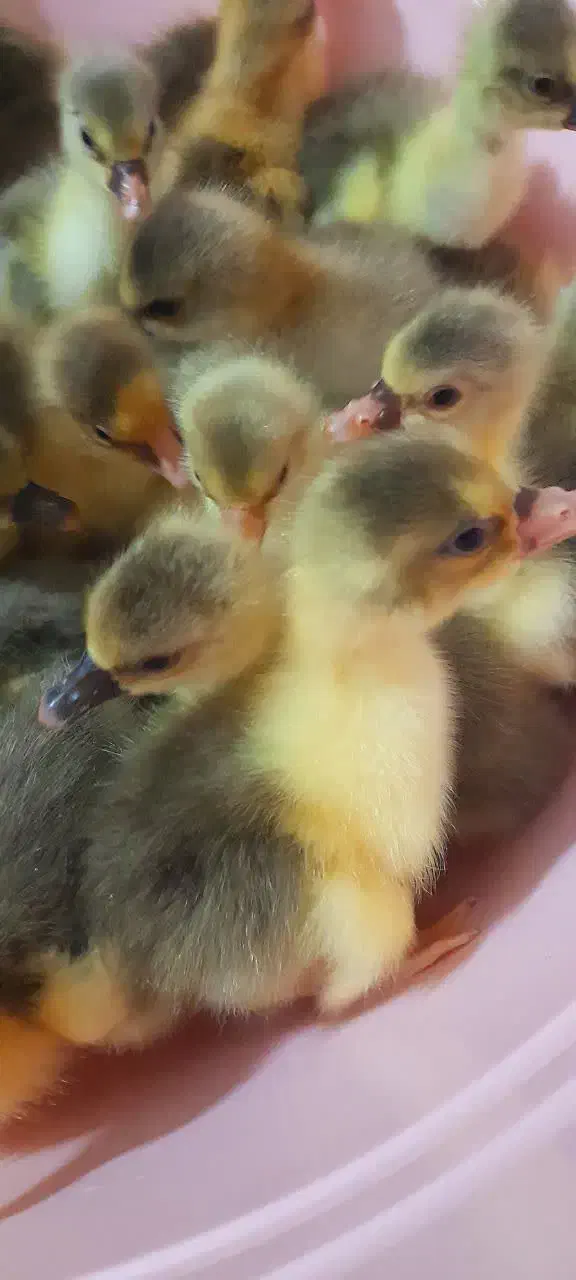 فروش‌جوجه‌غاز‌سالم‌سرحال|حیوانات مزرعه|گلوگاه بابل (گلیا), |دیوار