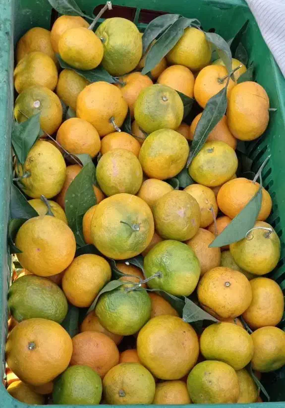 نارنگی شیرین|خوردنی و آشامیدنی|واجارگاه, |دیوار