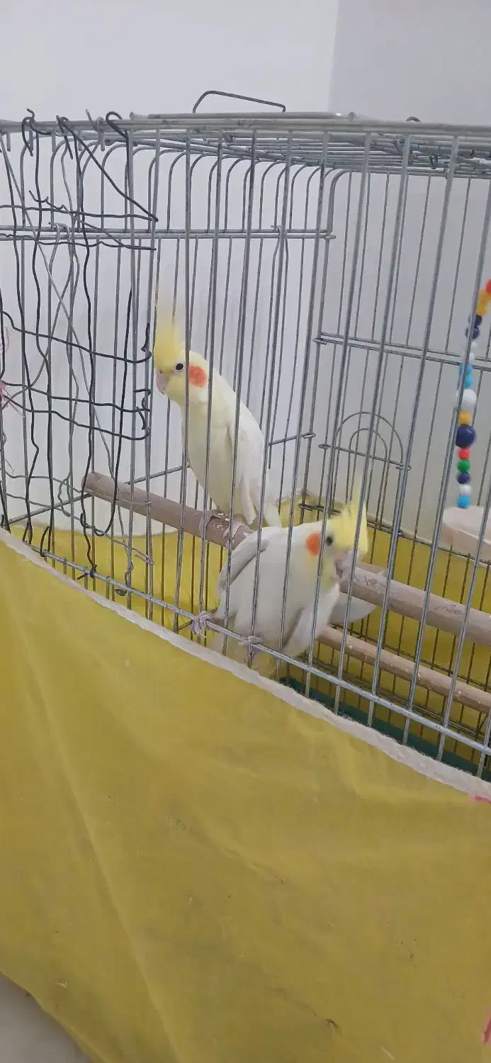 دو عدد طوطی نر|پرنده|تاکستان, |دیوار