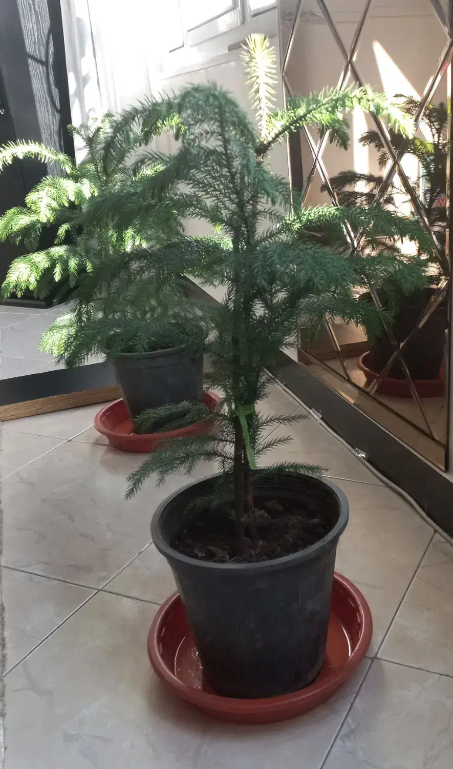 گلدان های گل|گل و گیاه طبیعی|اسلام‌شهر, شهرک مفیدی|دیوار