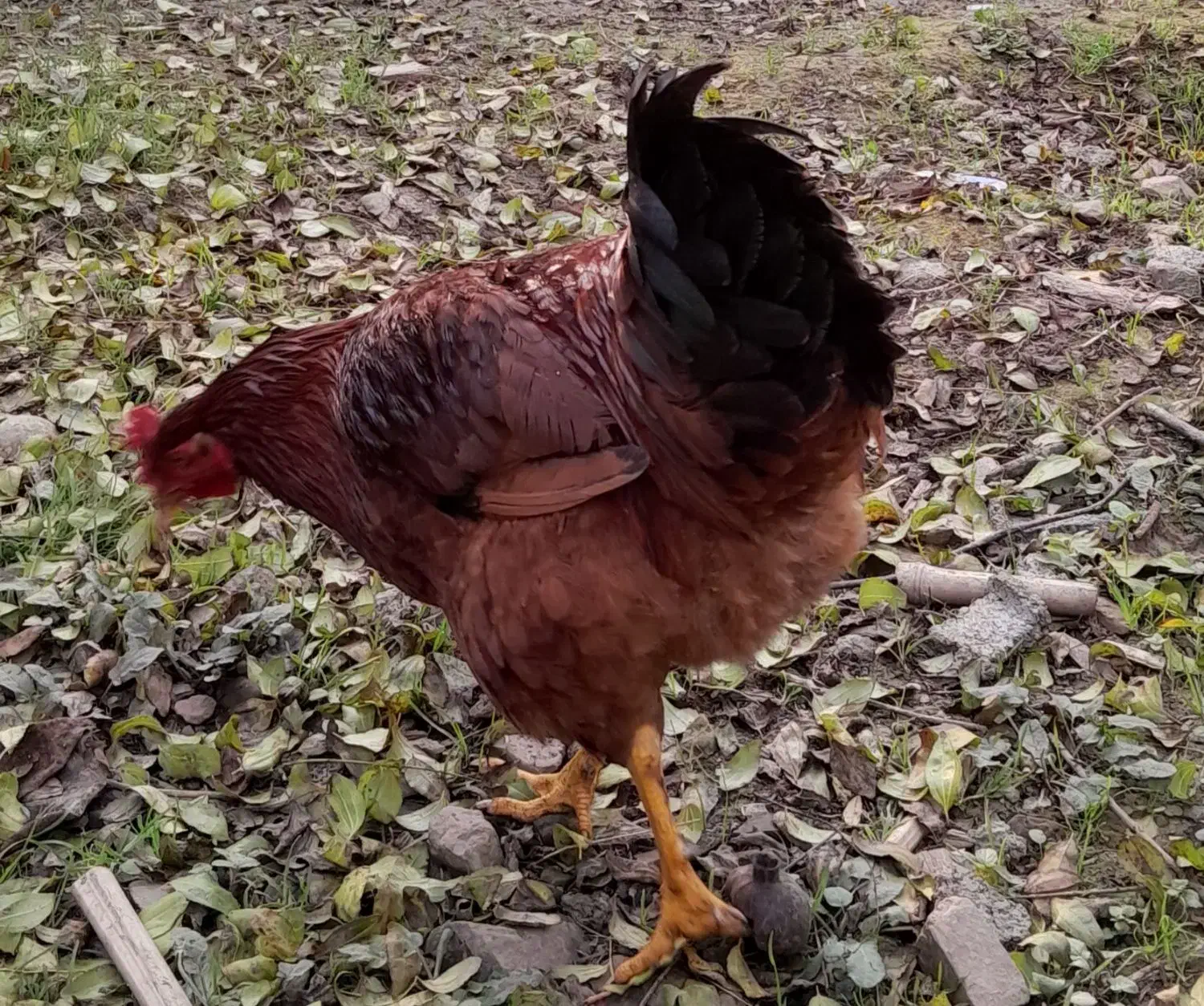 غاز محلی و خروس|حیوانات مزرعه|لاهیجان, آهندان|دیوار