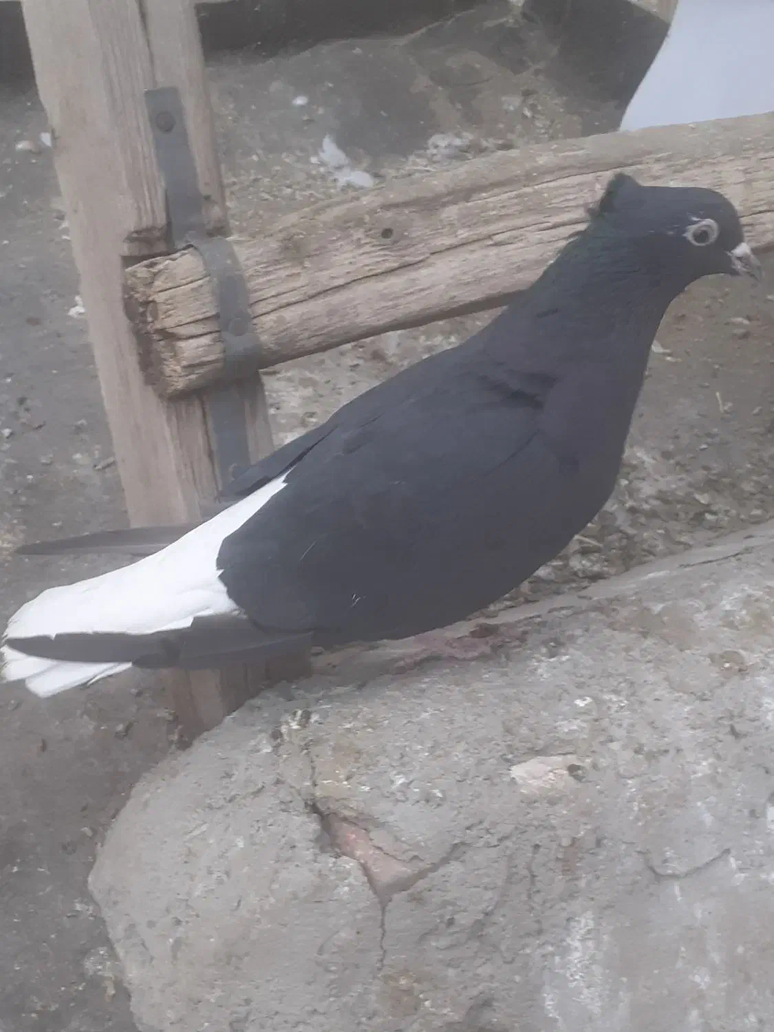 کبوتر ماده دم سفید|پرنده|کرمانشاه, |دیوار