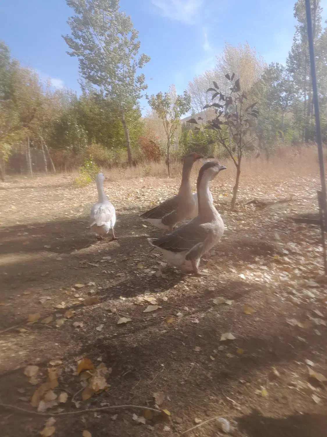 ۱۰ عدد قوغاز تخم گزار|حیوانات مزرعه|خلخال, |دیوار