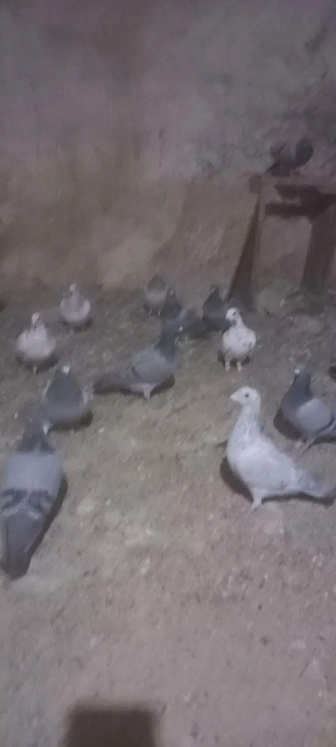 پلاکی نر جوان|پرنده|کازرون, |دیوار