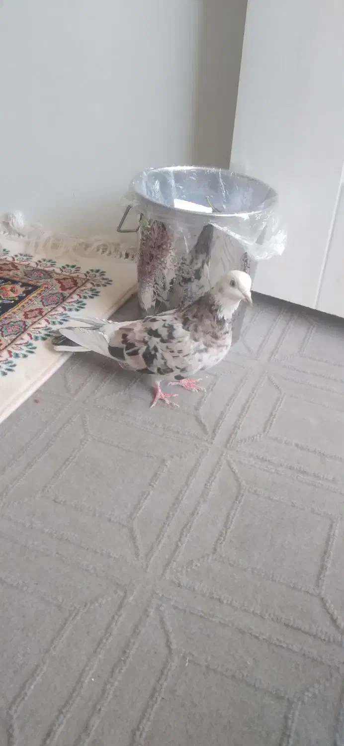 کفتر|پرنده|داورزن, |دیوار