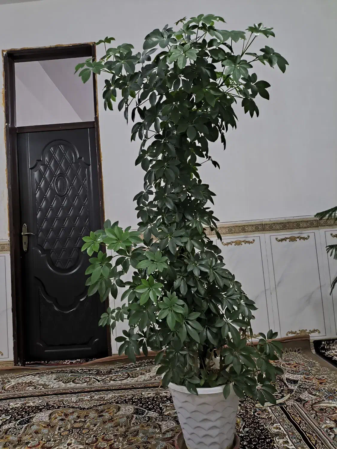 گل طبیعی|گل و گیاه طبیعی|جوانرود, |دیوار