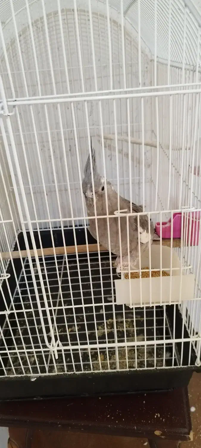 عروس ماده بالغ دستی بدون قفس|پرنده|شاهین‌شهر, شهرک سایت|دیوار