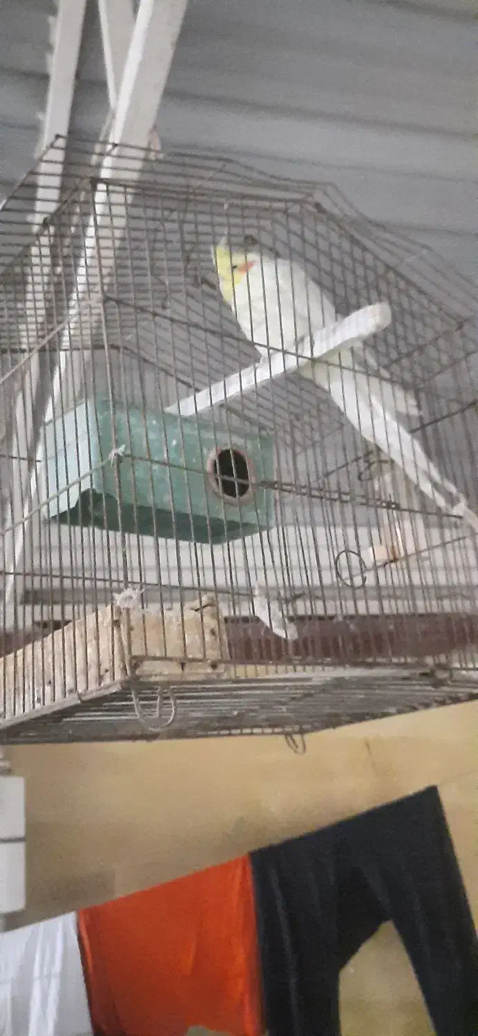 عروس هلندی|پرنده|چاه مبارک, |دیوار