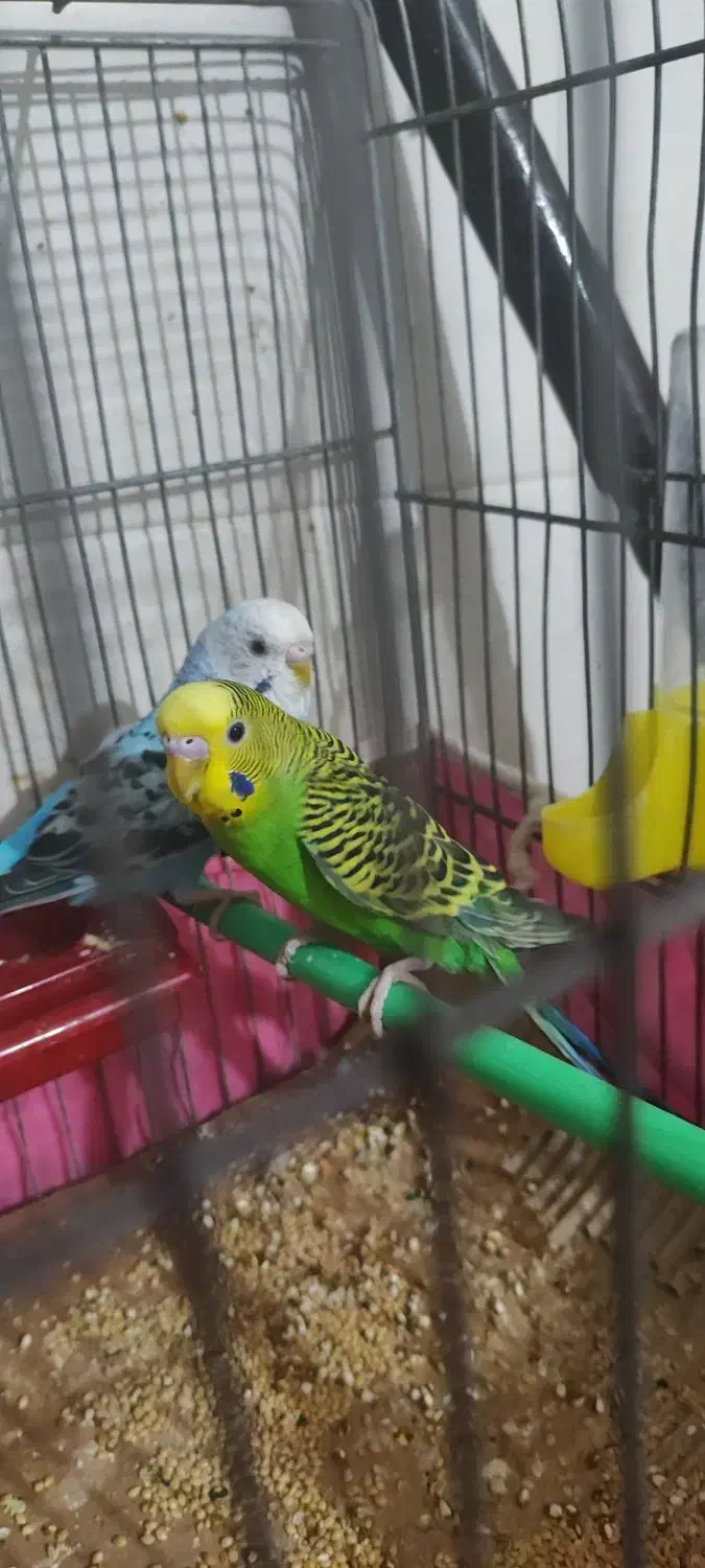 تعدادی مرغ عشق|پرنده|رفسنجان, |دیوار