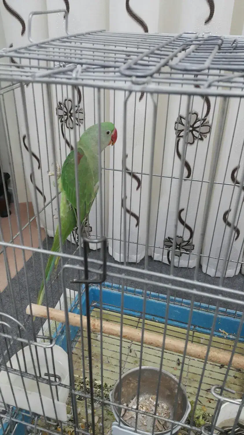 عروس هلندی شاه طوطی قفس پرنده.خریدار پرنده|پرنده|کرج, حصارک بالا|دیوار