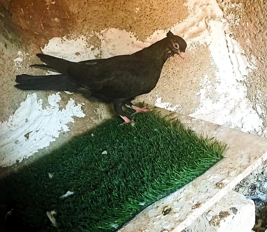 کبوتر زآغ ابادانی اصل|پرنده|دوگنبدان, |دیوار