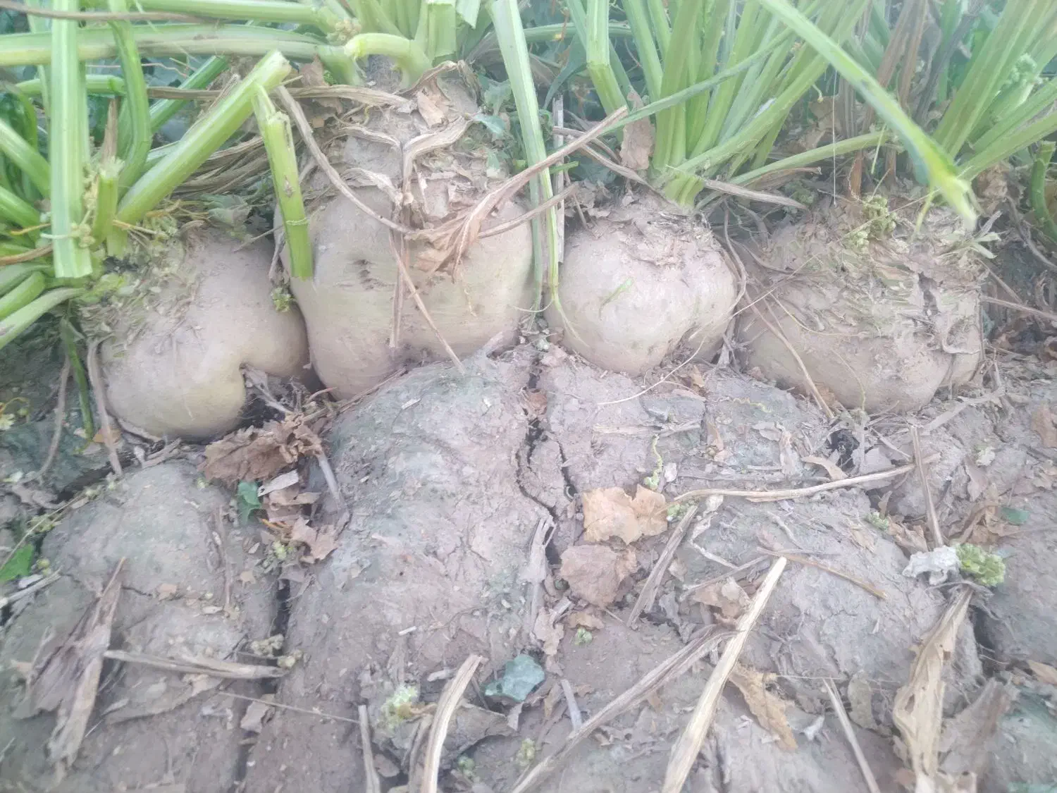 فروش چغندر سفید|عمده‌فروشی|هلالی, |دیوار