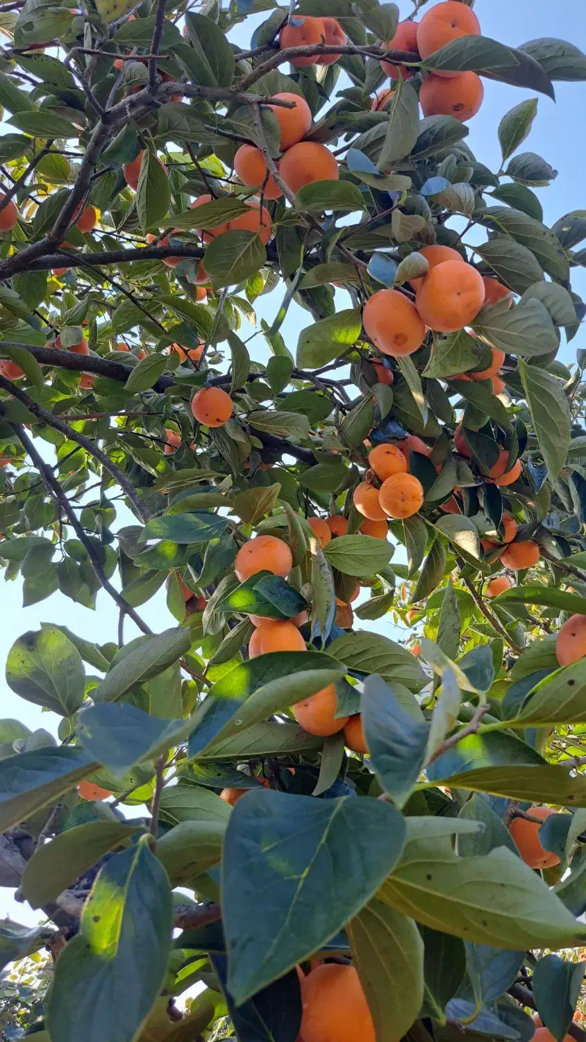 فروش خرمالوی عمده|عمدهفروشی|رودسر, |دیوار