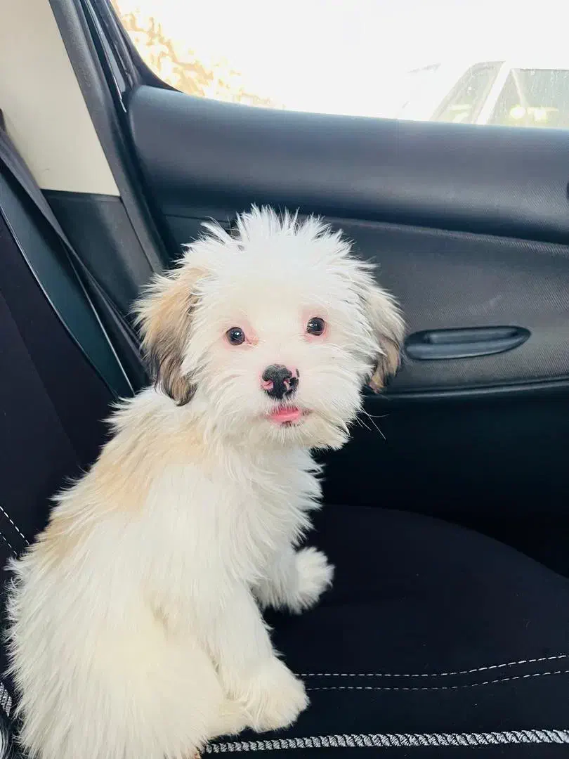 سگ شیتزو شیش ماهه|سگ|کازرون, |دیوار