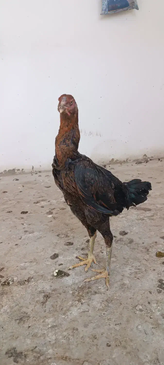 مرغ لاری نصلی|حیوانات مزرعه|مشهد, امیریه|دیوار