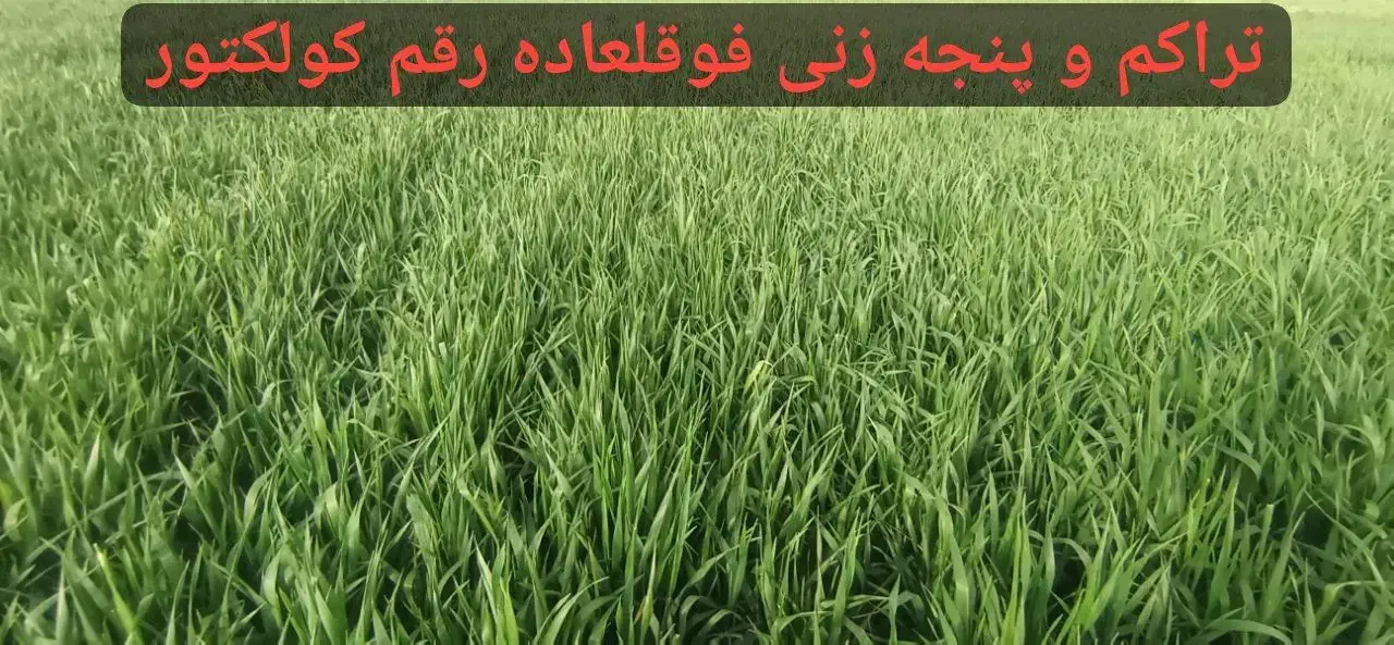 بذر مادری گندم فرانسوی اوکلید،باسیلیو،کولکتورآرامش|گل و گیاه طبیعی|کرمانشاه, |دیوار