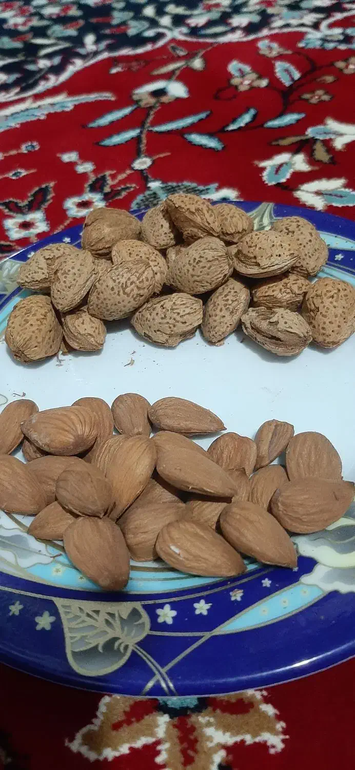 بادام کاغذی درجه یک|عمدهفروشی|ششده و قره بلاغ, |دیوار