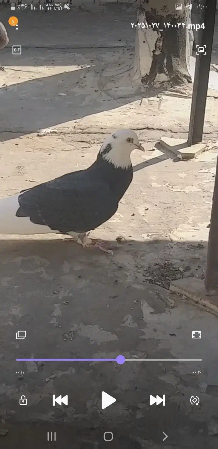 کبوتر گمشده|حیوانات|تهران, اسکندری|دیوار