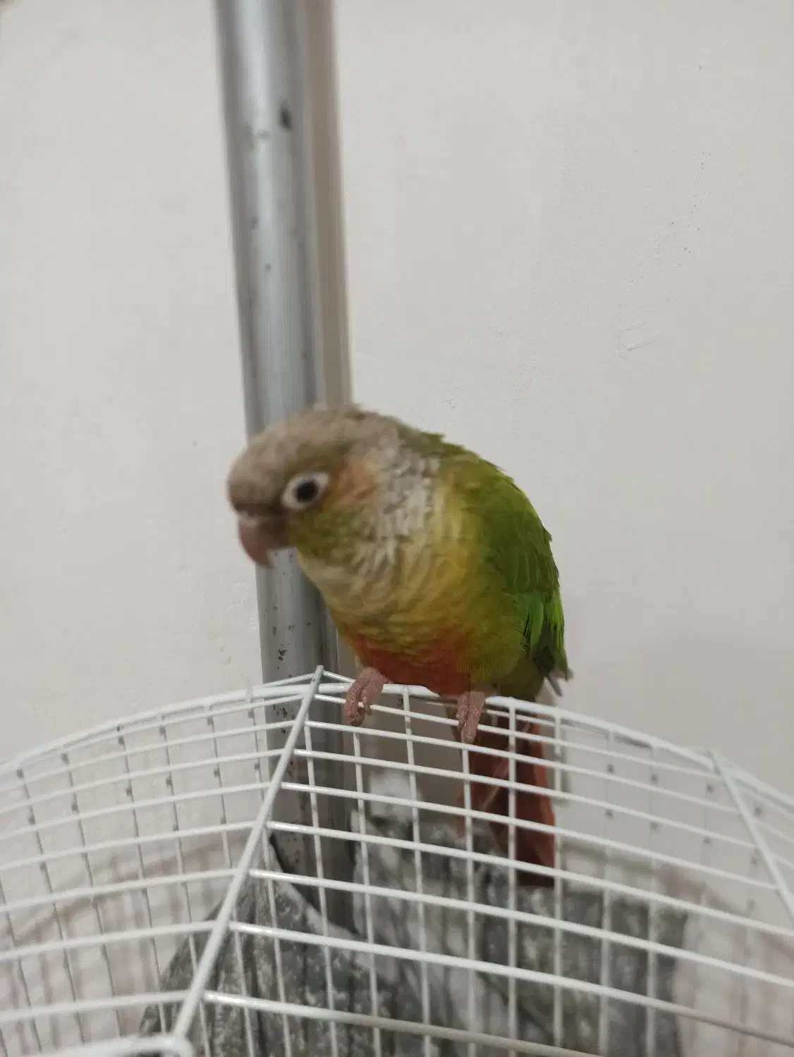 طوطی|حیوانات|اشنویه, |دیوار