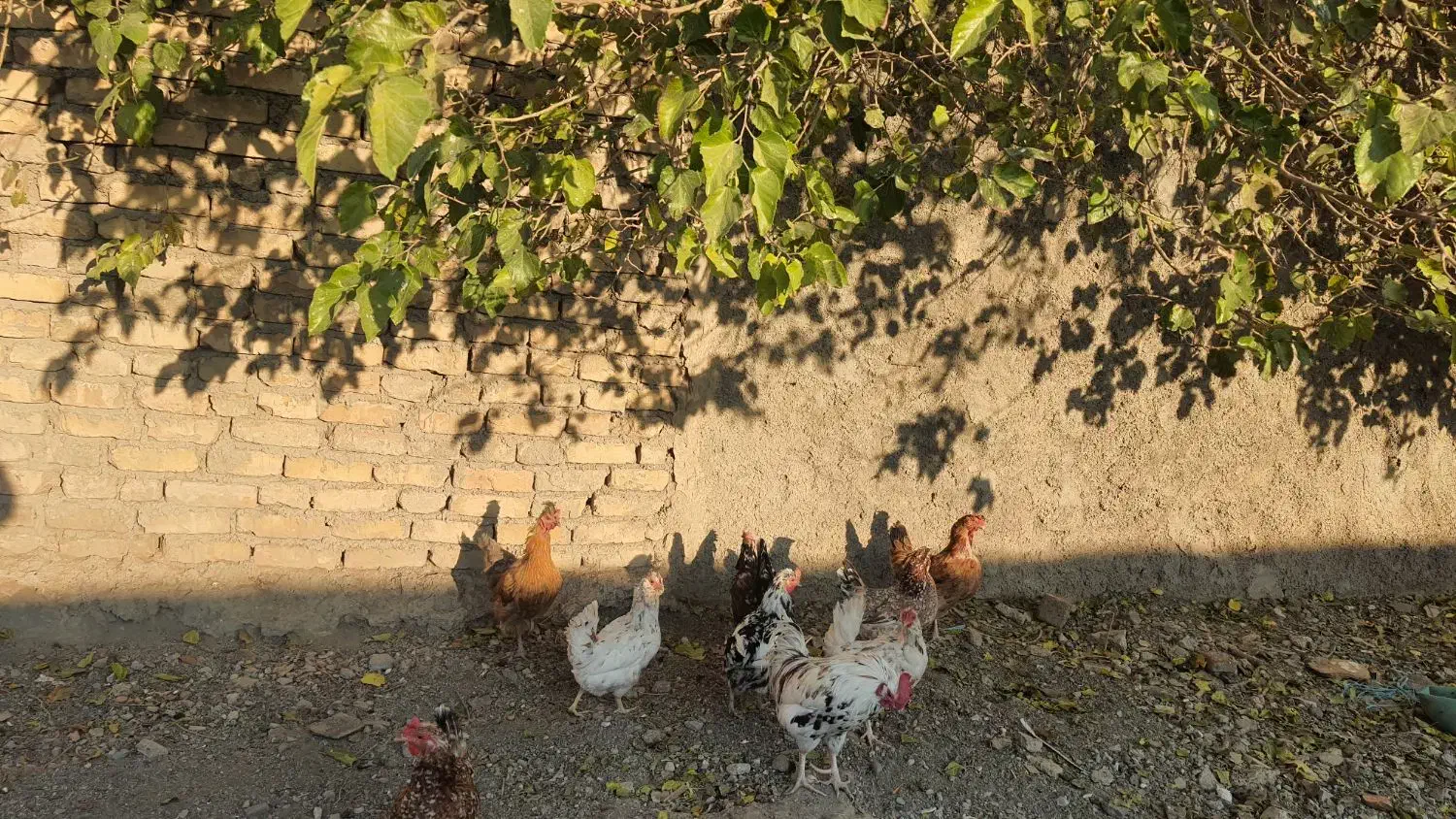 مرغ و خروس گلین|حیوانات مزرعه|شاهدشهر, |دیوار