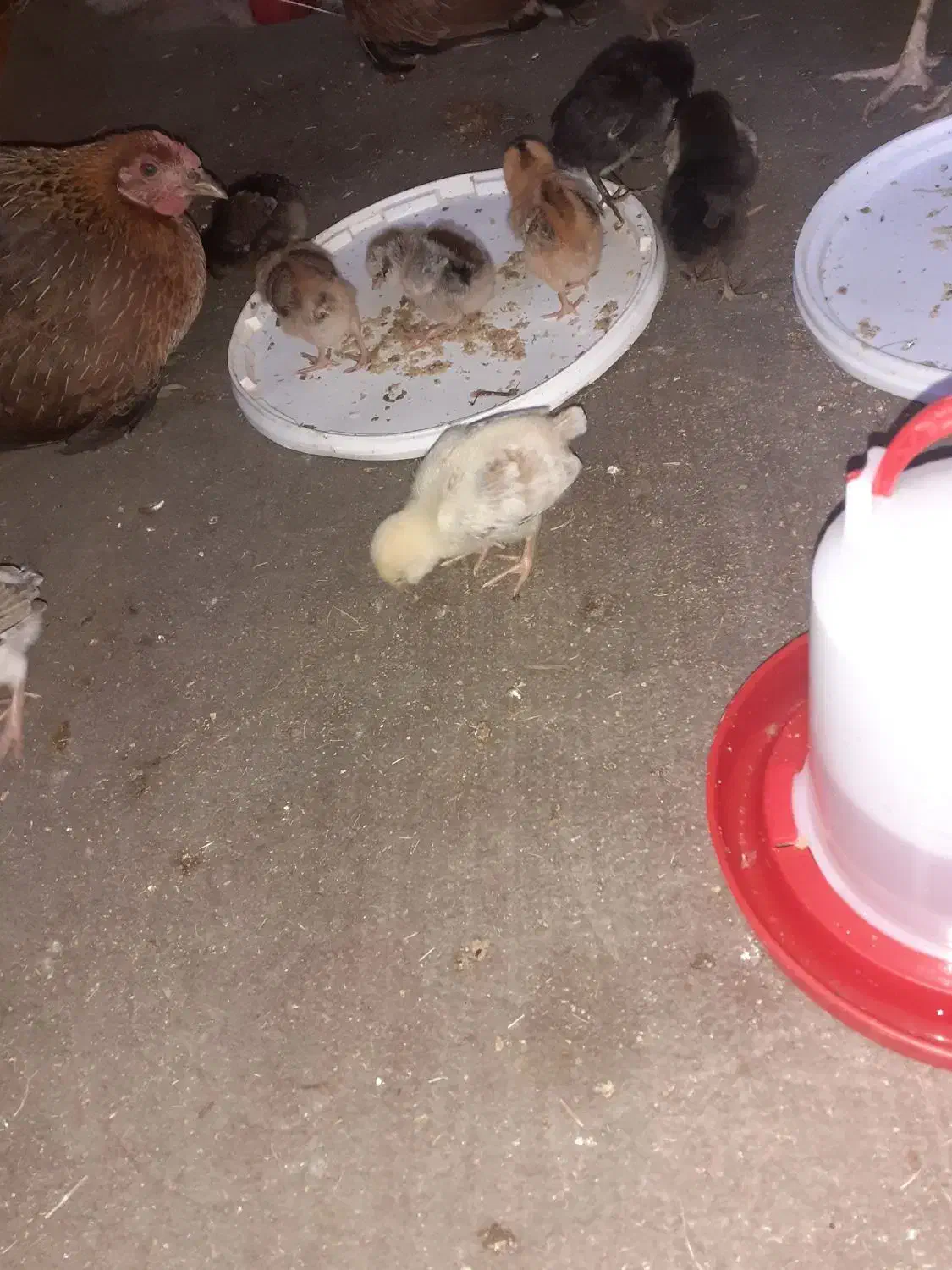 جوجه عربی|حیوانات مزرعه|سوسنگرد, |دیوار