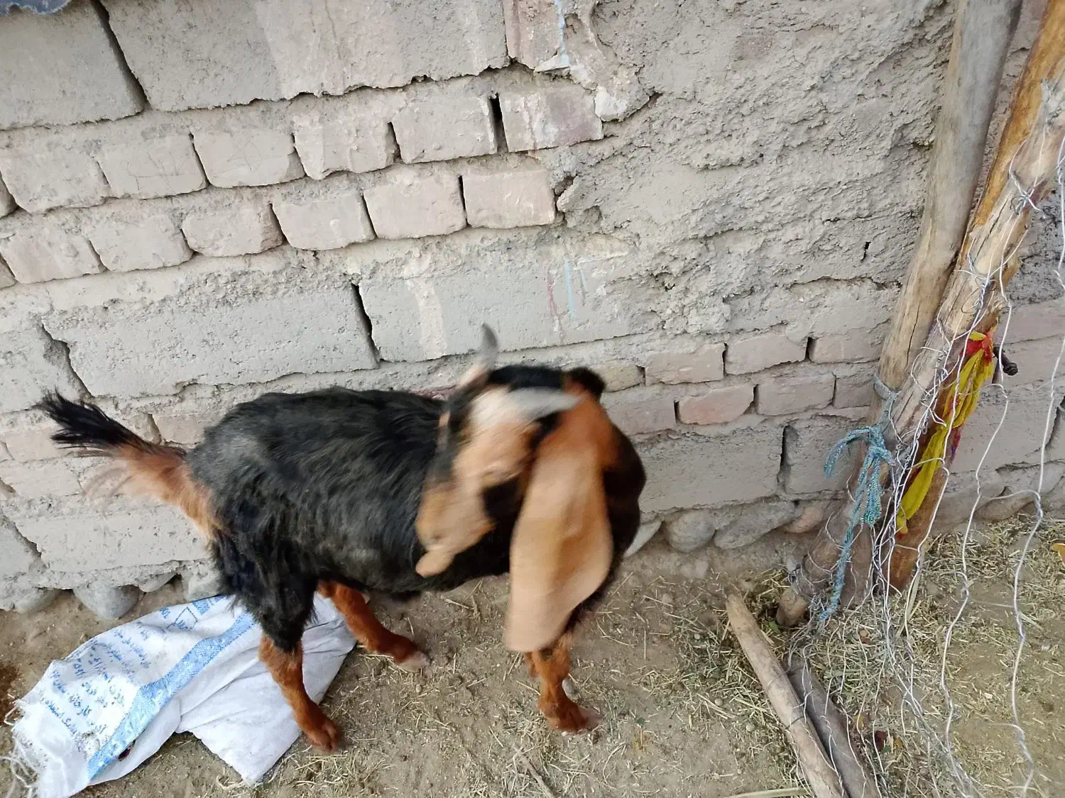 گوسفند|حیوانات مزرعه|ایرانشهر, |دیوار