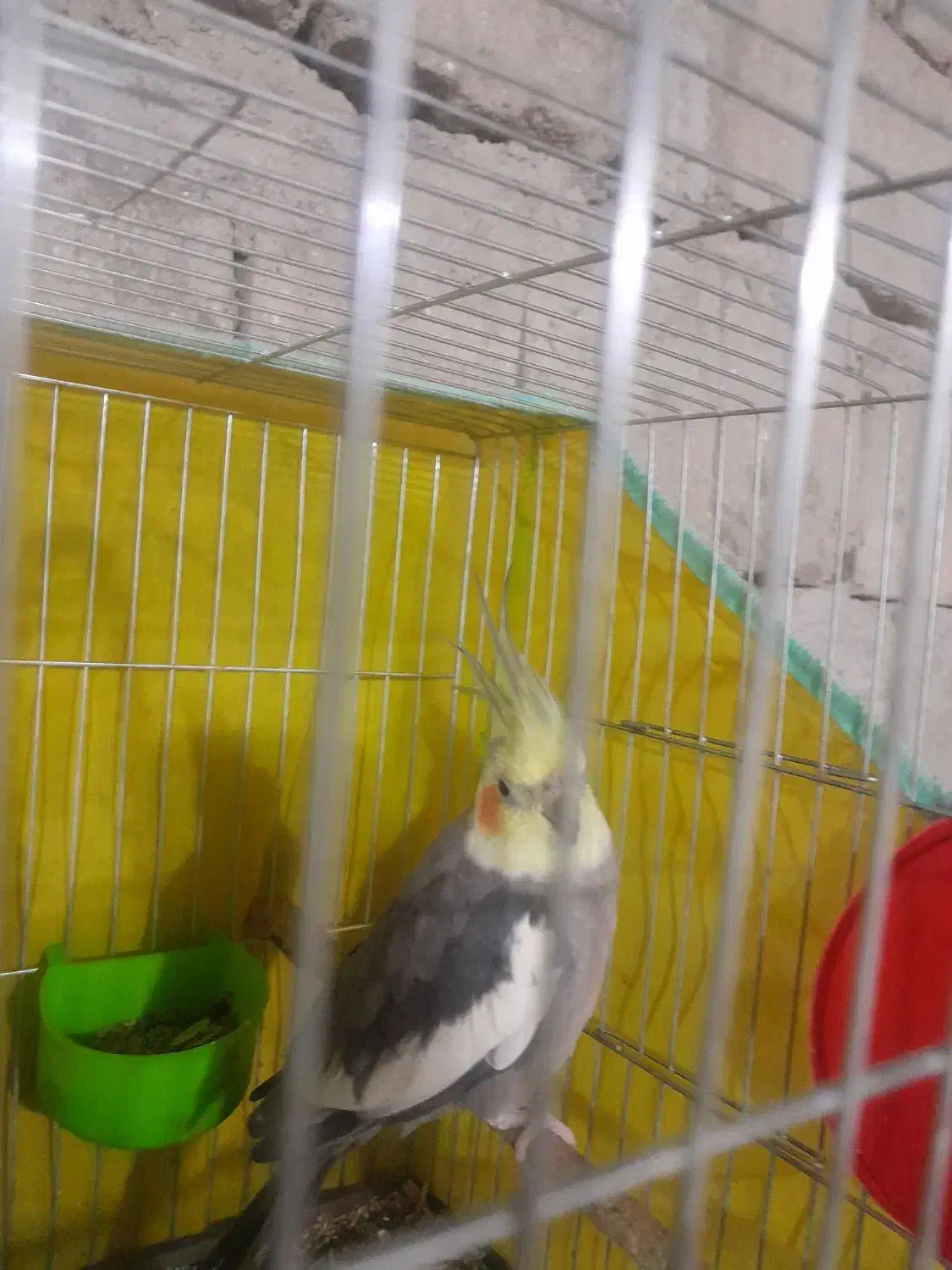 عروس هلندی نر|پرنده|قشم, |دیوار