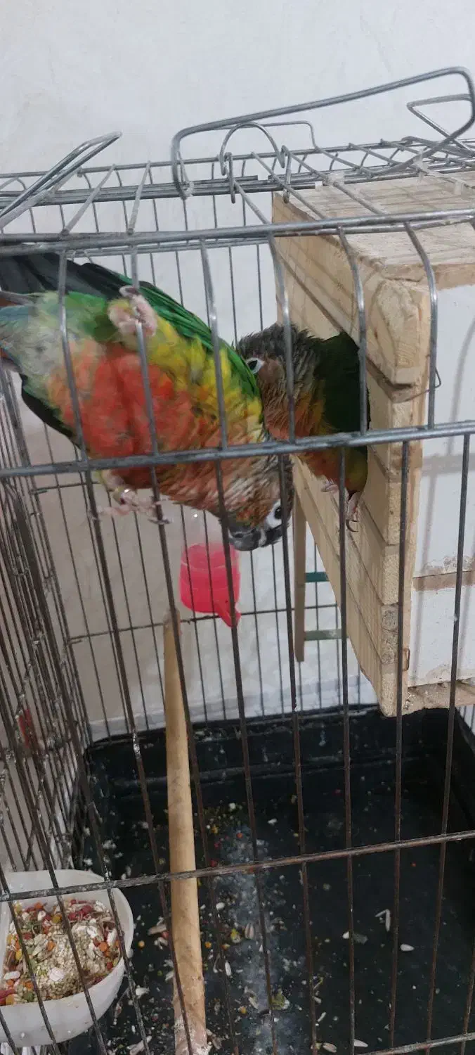 طوطی گیرینچیک نر و ماده سخنگو|پرنده|اسلامشهر, مظفریه|دیوار