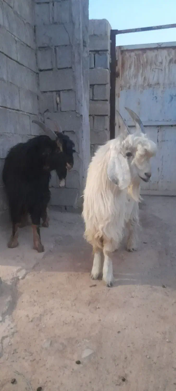 کهر نر برا تخمی|حیوانات مزرعه|مرودشت, تامین اجتماعی|دیوار