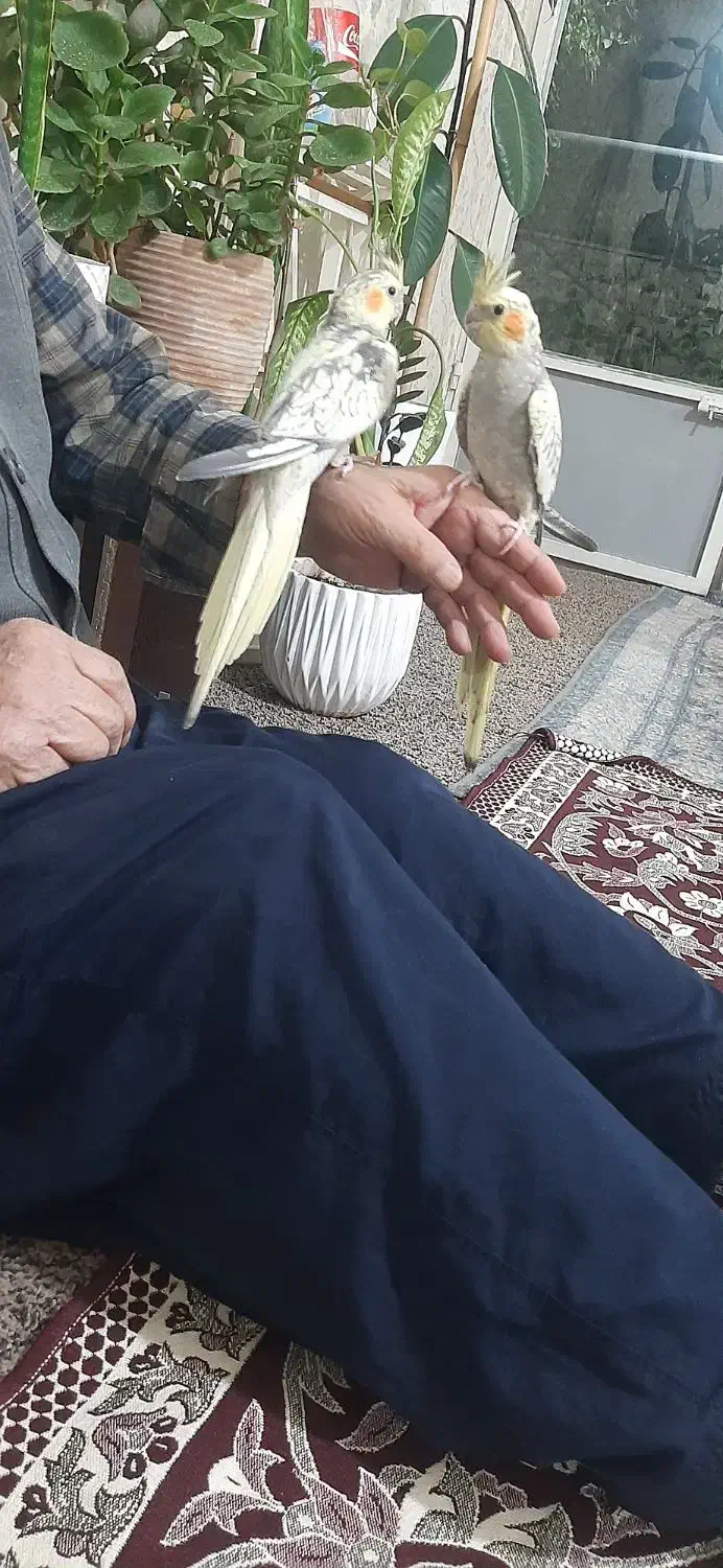 عروس هلندی گل باقالی|پرنده|گلستان (تهران), |دیوار