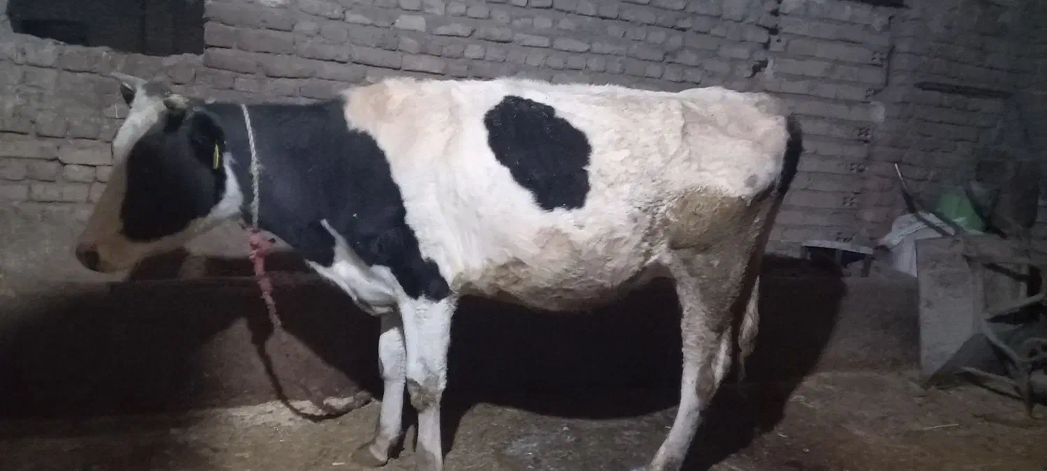 گاو آبستن|حیوانات مزرعه|سیلاخور, |دیوار