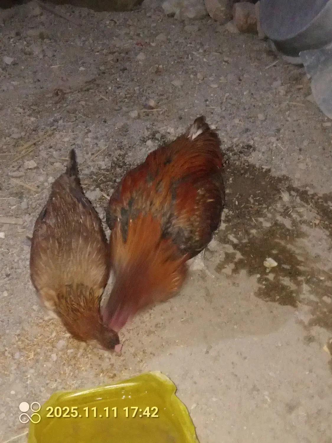 مرغ فروش فوری|حیوانات مزرعه|ایرانشهر, |دیوار