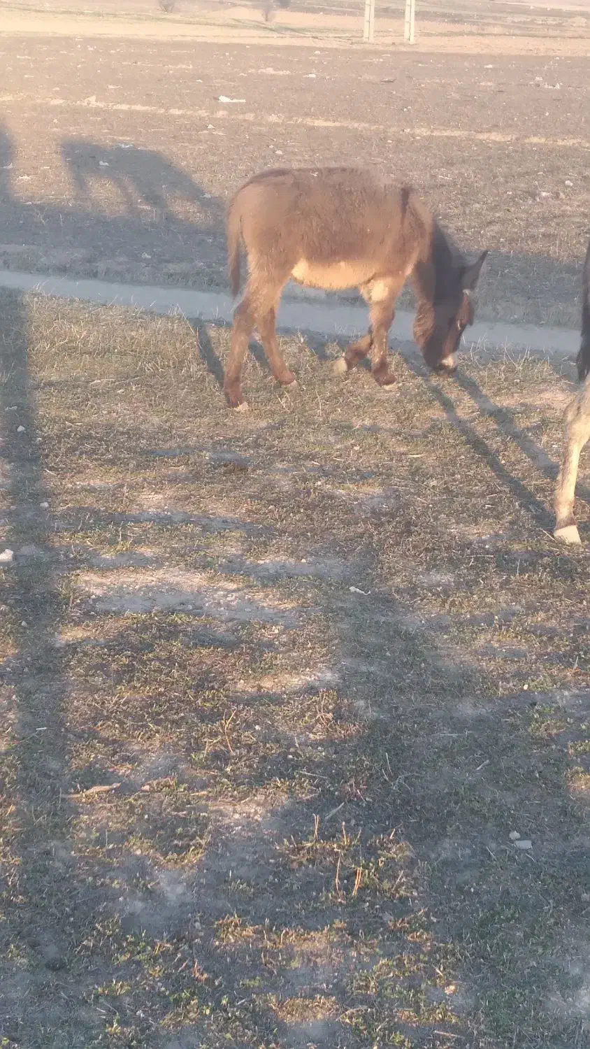 کره خر نر|حیوانات مزرعه|سرعین, |دیوار