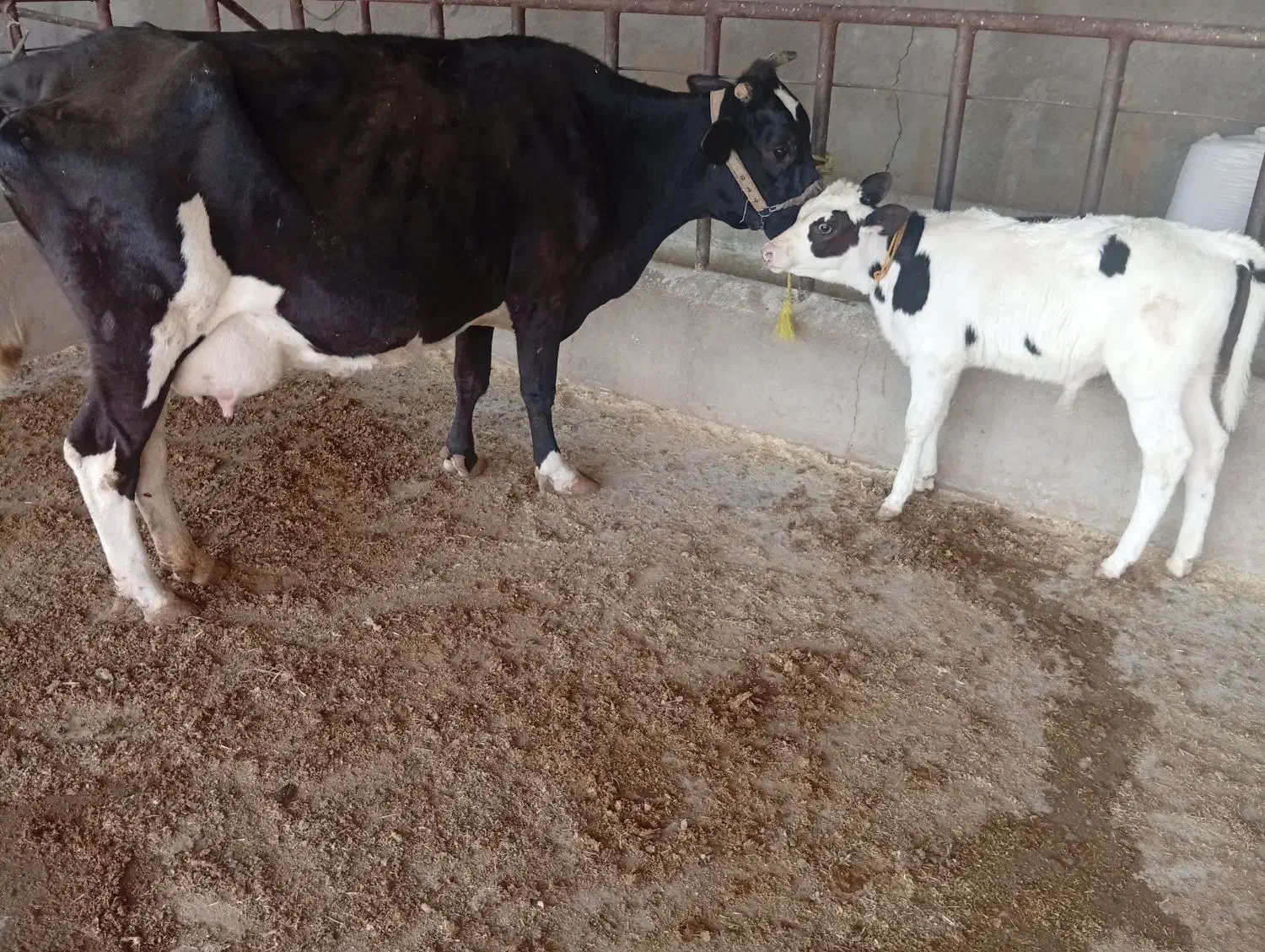 گاو و گوساله|حیوانات مزرعه|مسجد سلیمان, |دیوار