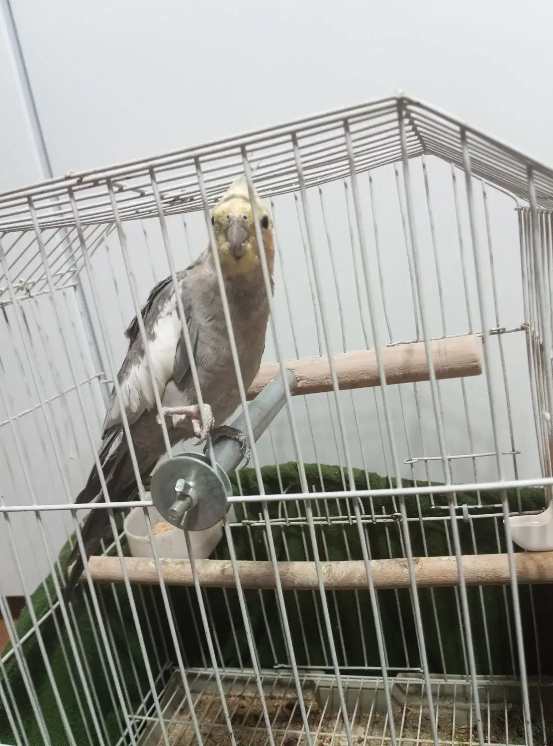 عروس هلندی نر|پرنده|اسلام‌شهر, شهرک مصطفی خمینی|دیوار