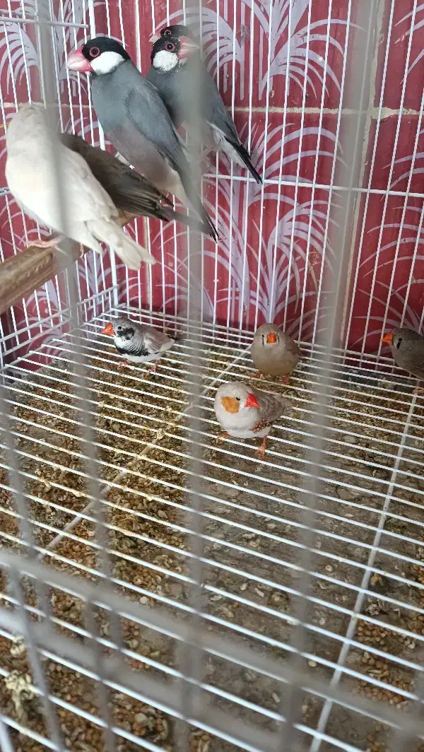 فنچ|پرنده|سراوان, |دیوار