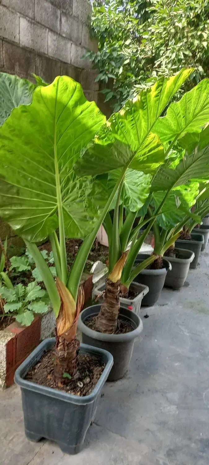 فروش گل باباآدم سبز خارجی|گل و گیاه طبیعی|نشتارود, |دیوار