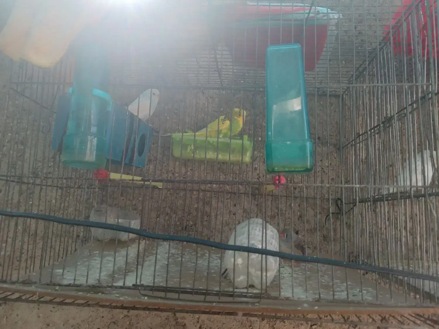 مرغ عشق|پرنده|فسا, |دیوار