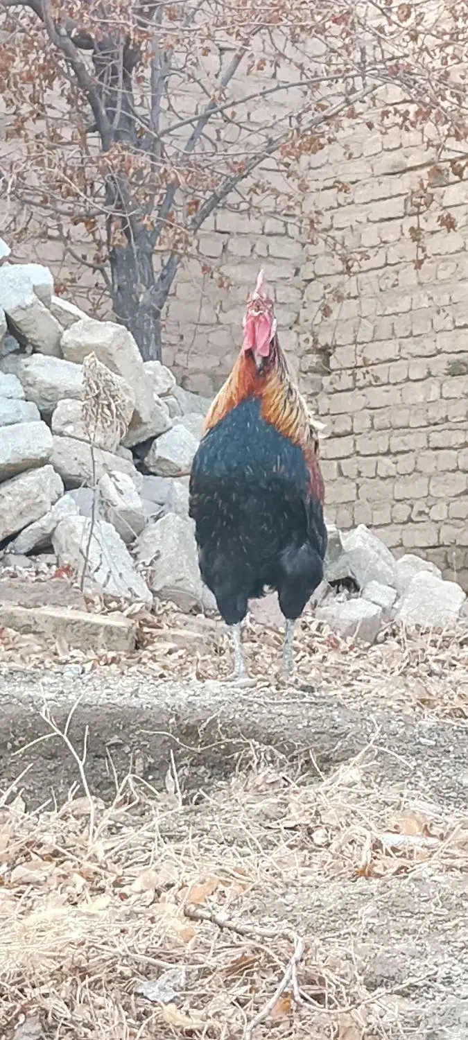 خروس اصیل|حیوانات مزرعه|سامن, |دیوار